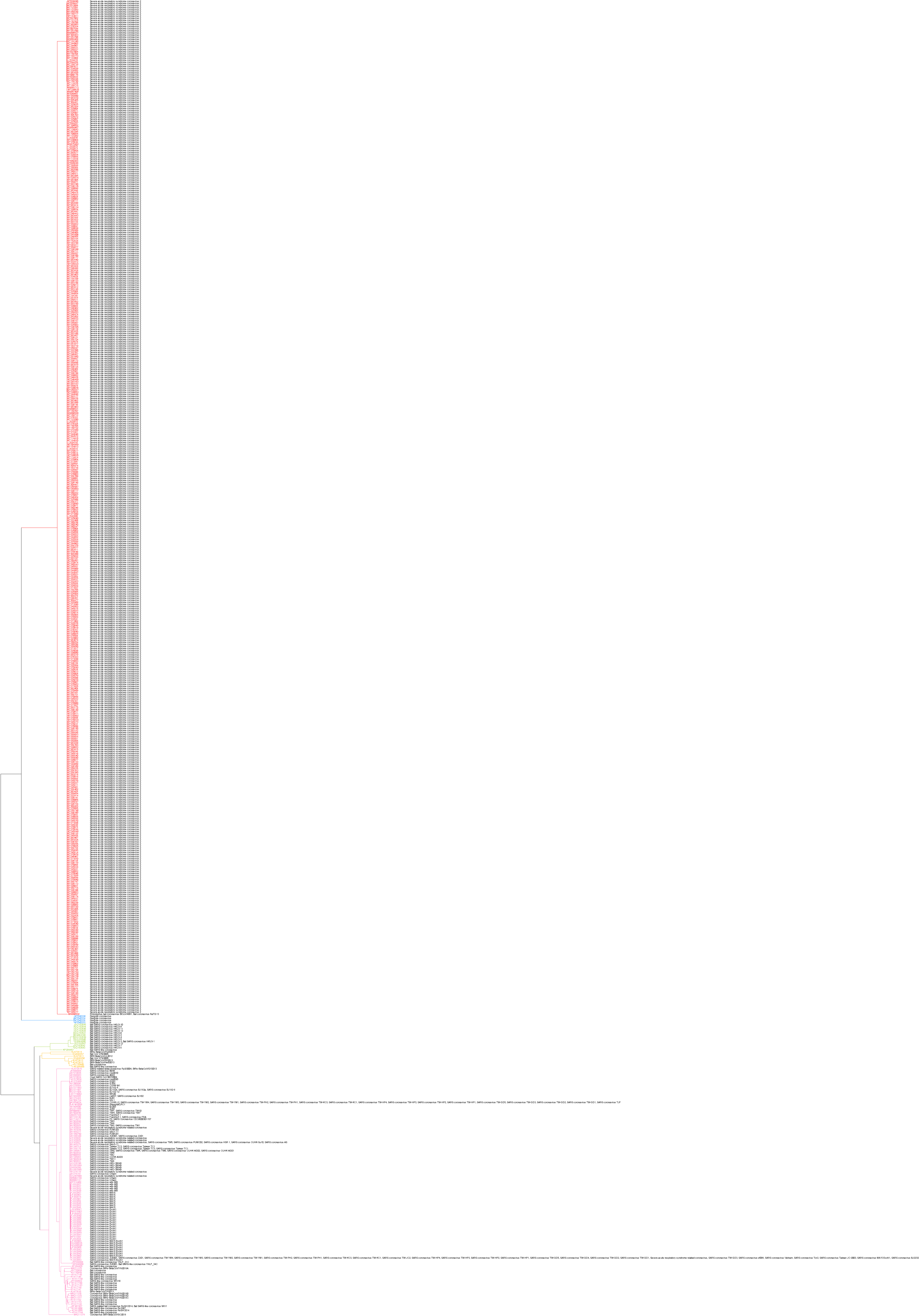 phylogeny betacoronavirus