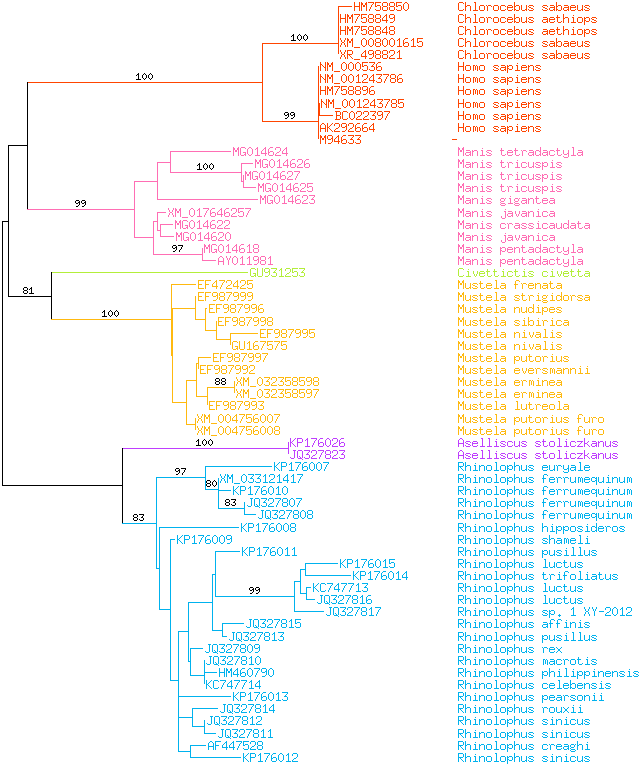 Species phylogeny